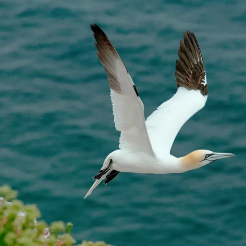 Basstölpel im Flug über dem Meer
